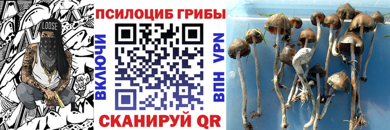 Псилоцибиновые грибы Cubensis  omg ссылка  Ставрополь 